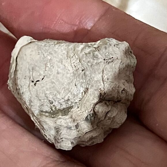 Jojos Seashell Shack Collection Florida Shells Decor Crafting Over 100 including - Picture 12 of 16